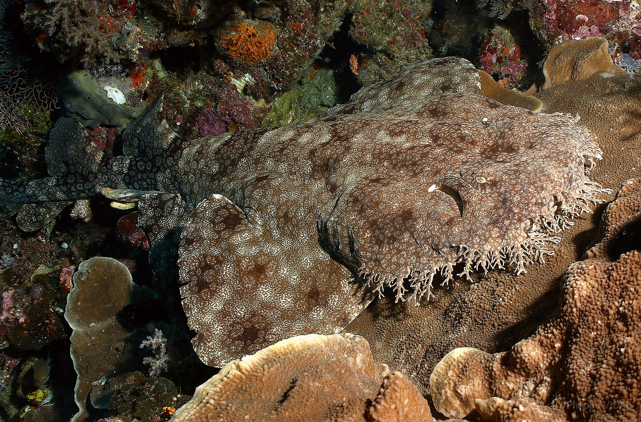 Raja Ampat 2016 - Eucrossorhinus Daypogon - Tasselled Wobbegon - Requin Tapis barbus - IMG_5318_rc.jpg